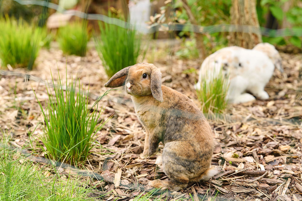 Fly strike in rabbits and guinea pigs what to look out for Beaphar